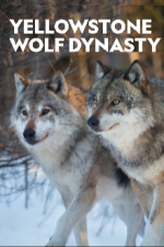 Cover Die Wölfe des Yellowstone, Poster, Stream