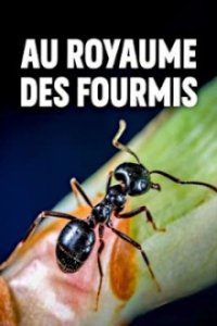 Im Königreich der Ameisen Cover, Poster, Im Königreich der Ameisen DVD